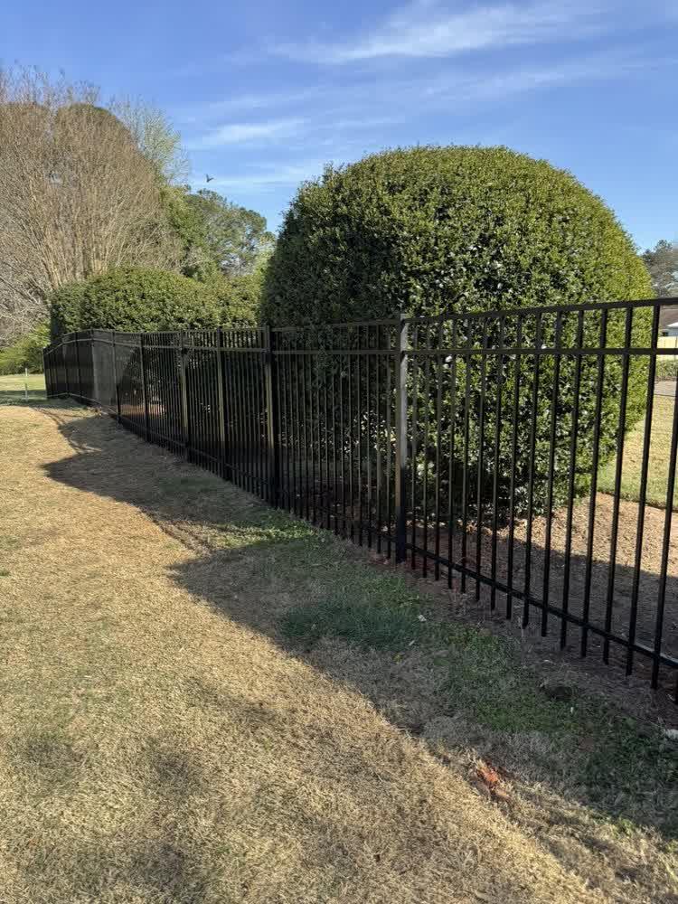 Black aluminum fence alongside manicured boxwood shrubs in a Chapel Hill NC yard